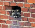 Blogger militar rus, nevoit să își închidă canalul de Telegram după ce „trădători” i-au furat ratonul / Animalul fusese furat de ruși anul trecut dintr-o grădină zoologică din Herson