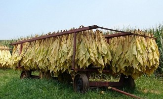 Ce trebuie sa stii despre tutunul la galeata?