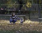 Școala lui Codruț: Drumul câinilor abandonați spre o nouă viață