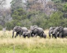 Preşedintele din Botswana ameninţă că va trimite 20.000 de elefanţi în Germania