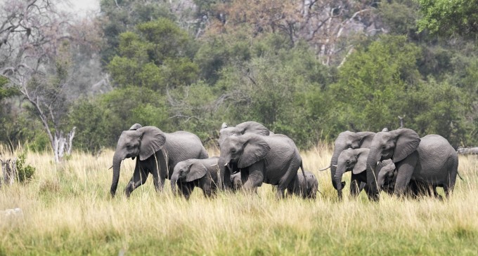 Preşedintele din Botswana ameninţă că va trimite 20.000 de elefanţi în Germania