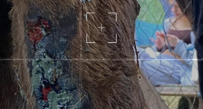 CÂND POLITICUL OMOARĂ… CAII! LUPU și USR-ul vinovați de genocidul de la Delfinariul Constanța!