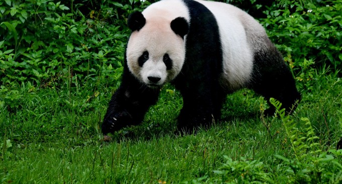 China trimite doi noi „panda-sadori” la Washington