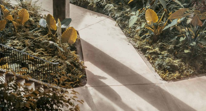 Cum să aduci aerul mediteranean în grădina ta? TOP CINCI plante care te vor ajuta să te simți mereu ca în vacanță