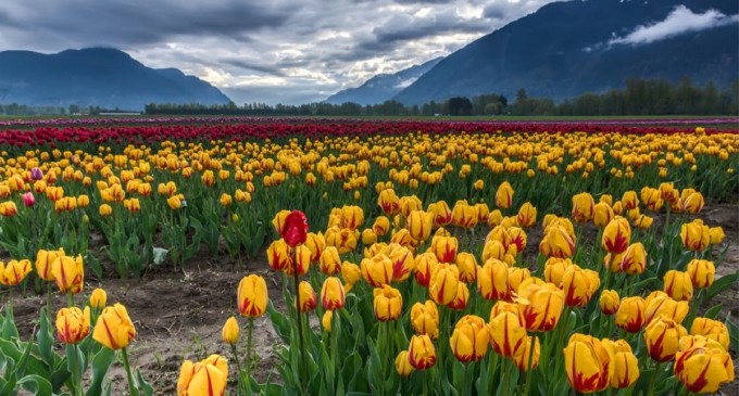Cum sa alegi o solutie de amenajare a unui teren
