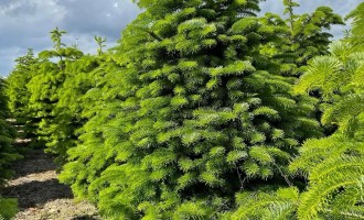 Crăciun fără griji cu Bradumania. Livrare rapidă și calitate garantată