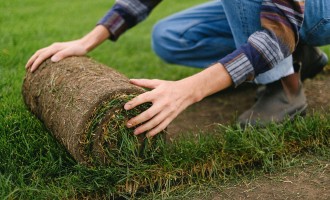 Cum să combini plantele decorative cu un gazon rulou pentru efect maxim