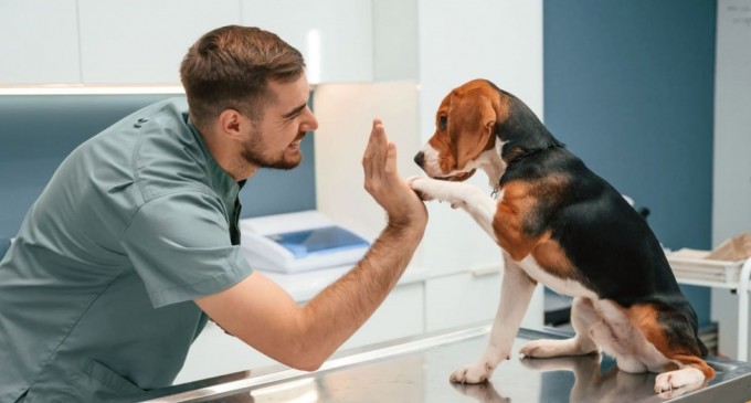 Sfaturi pentru a-ți proteja câinele de paraziți și boli