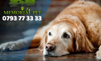 Incinerare animale Constanța – Un serviciu necesar, cu respect și compasiune