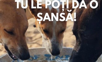„Apa pentru animăluțele din Constanța” – Campania care îndeamnă la empatie în zilele caniculare