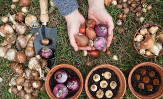 Ce flori se plantează primăvara? 7 recomandări pentru o grădină de vis