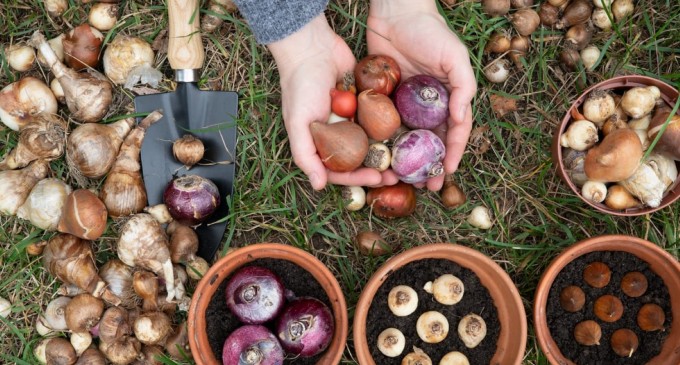 Ce flori se plantează primăvara? 7 recomandări pentru o grădină de vis