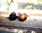 Află cum să-ți protejezi animalele domestice din curte de prădători!