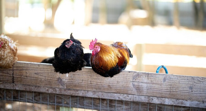 Află cum să-ți protejezi animalele domestice din curte de prădători!