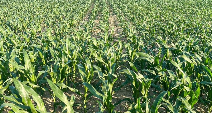 Advanta Seeds achiziționează active-cheie din domeniul porumbului de la K-Adriatica pentru a-și consolida portofoliul european