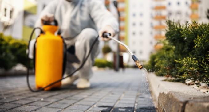 Firmă DDD Iași – deratizare, dezinsecție și dezinfectie pentru spații sigure și curate