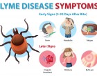 Boala Lyme: Ghidul complet pentru recunoaștere, tratament și prevenție