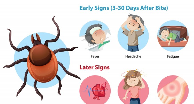 Boala Lyme: Ghidul complet pentru recunoaștere, tratament și prevenție