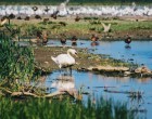 De ce Iulie este cea mai bună lună pentru a merge în Delta Dunării