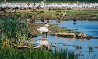 De ce Iulie este cea mai bună lună pentru a merge în Delta Dunării