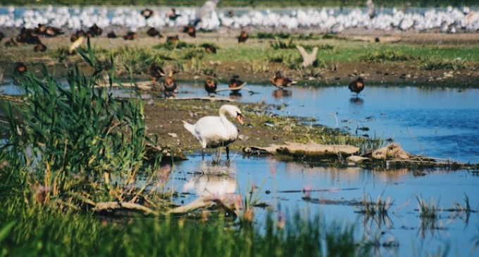 De ce Iulie este cea mai bună lună pentru a merge în Delta Dunării