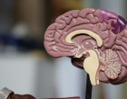 Minte limpede zi de zi: cum ai grijă de sănătatea cognitivă fără promisiuni false
