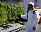 Dezinsecție plosnite Craiova și Târgu Jiu: ghidul Olteniei pentru nopți fără mușcături