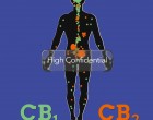 Efectele CBD-ului asupra corpului uman