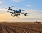 După o toamnă secetoasă, grâul a răsărit neuniform. Specialiștii AEROCROP explică ce trebuie verificat înainte de iarnă