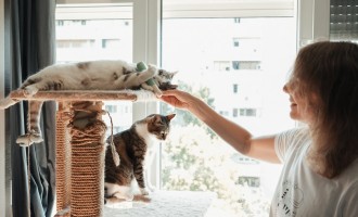 Gustările pentru pisici de la PetPal: când sunt potrivite și cât de des pot fi oferite
