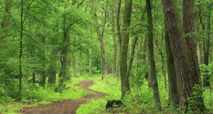 Hei, dobitocilor, mergeți la pădure… căpușele nu sunt lupi sau crocodili!!!