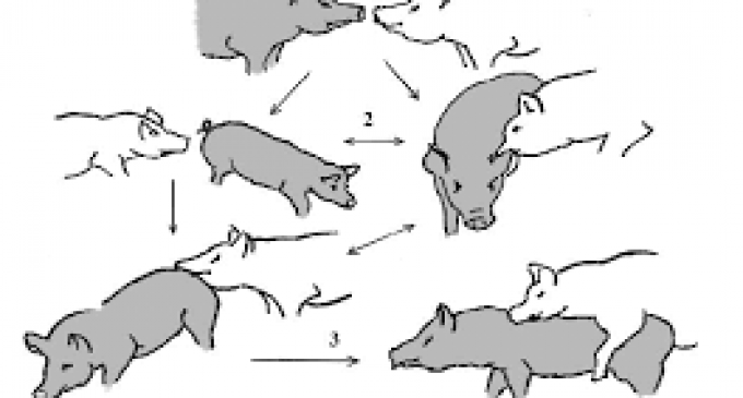 Belciugul PORCI(ților) NAȚIONAL-SOCIALISTE din M(ama) EUROPĂ