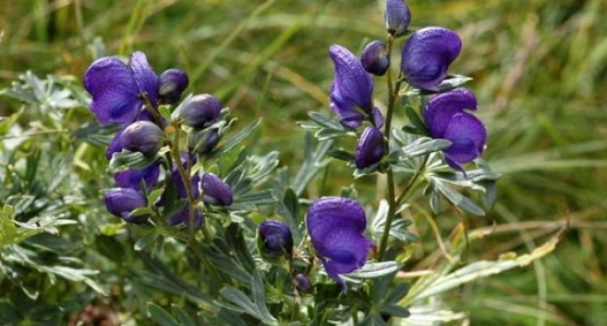 Români, fiți fericiți!