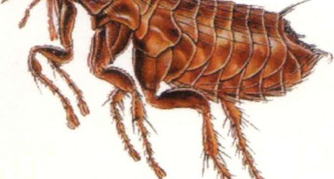 Invadat de purici (Vampirii minusculi dau petrecere în pijamale la mine în sufragerie)