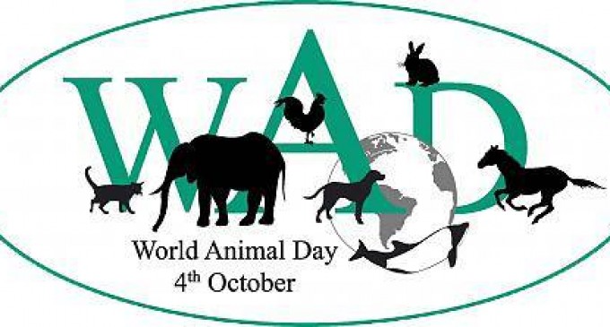 Flash mob de Ziua Mondială a Animalelor la Constanța