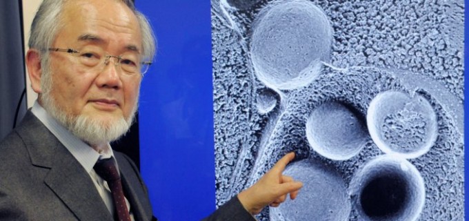Yoshinori Ohsumi este câştigătorul Premiului Nobel pe Medicină în acest an!