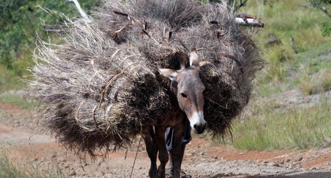 Onoarea unui măgar (fabulă)
