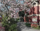 Prânzul cu magnolii