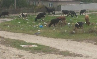 Străzi asfaltate, ioc. Distracție, da. Pe bani publici. Să fie!