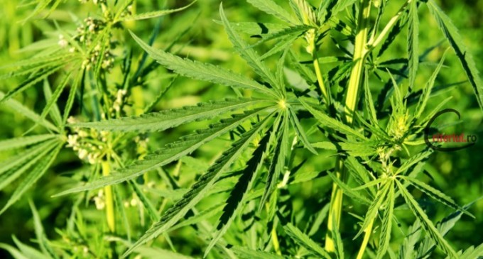 Cânepa, o plantă minune
