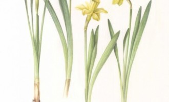 Artista Irina Neacșu va expune o expoziție inedită intitulată „Life of Bulbs”