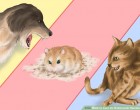 Hamsterul, înghesuit, îmi pare azi cam… slăbit!