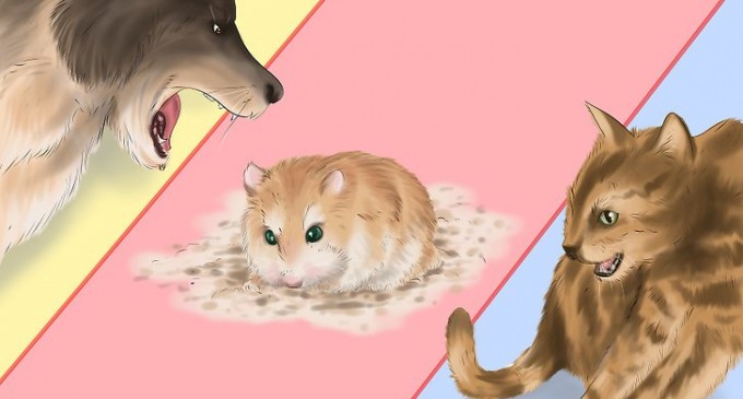 Hamsterul, înghesuit, îmi pare azi cam… slăbit!