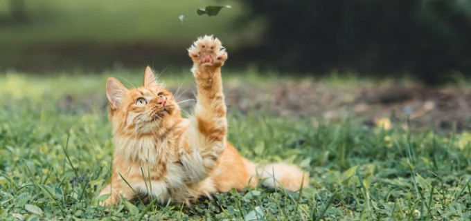 Cum să te descurci cu o pisică pretențioasă la mâncare astfel încât să elimini situațiile obositoare și costisitoare